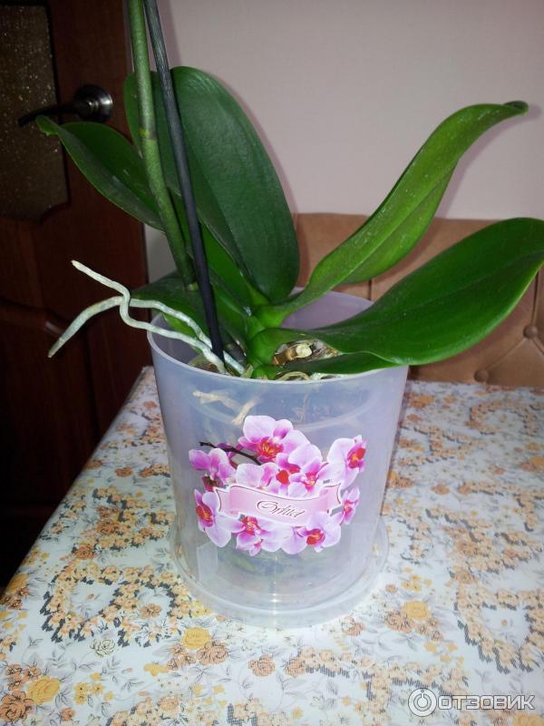 Прозрачный горшок для орхидеи: обязательно ли нужно сажать растение именно в такую ёмкость и для чего, можно ли выбрать пластиковый вариант или нет и почему?